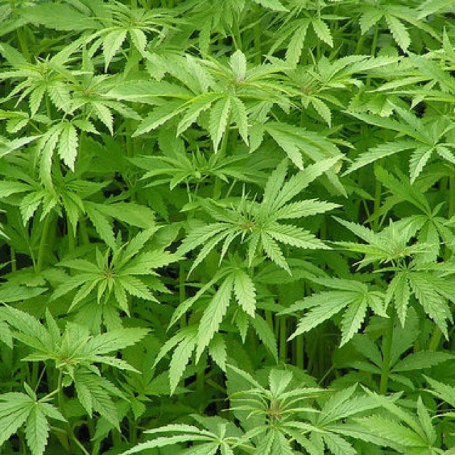 Hemp Plant